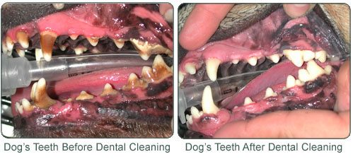 Dental-Care-Image3