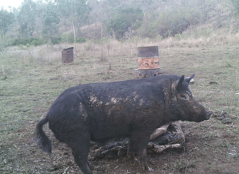Pig picture.png