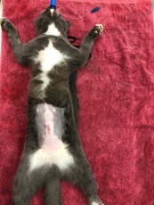 After Cat Spay